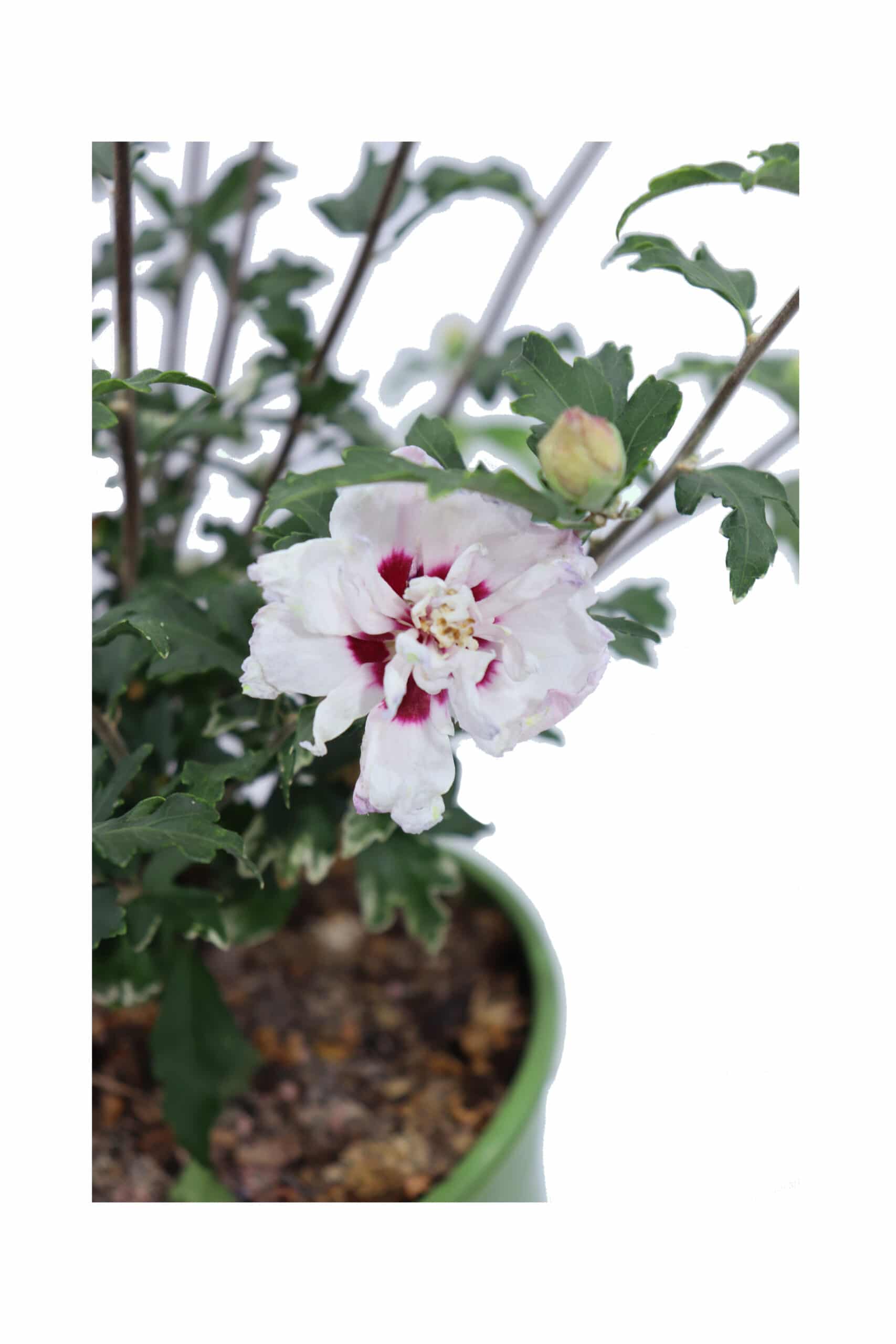 Hibiscus Syriacus Speciosus v17 egarden.store online