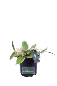 Hoya Carnosa Albomarginata v10 egarden.store online