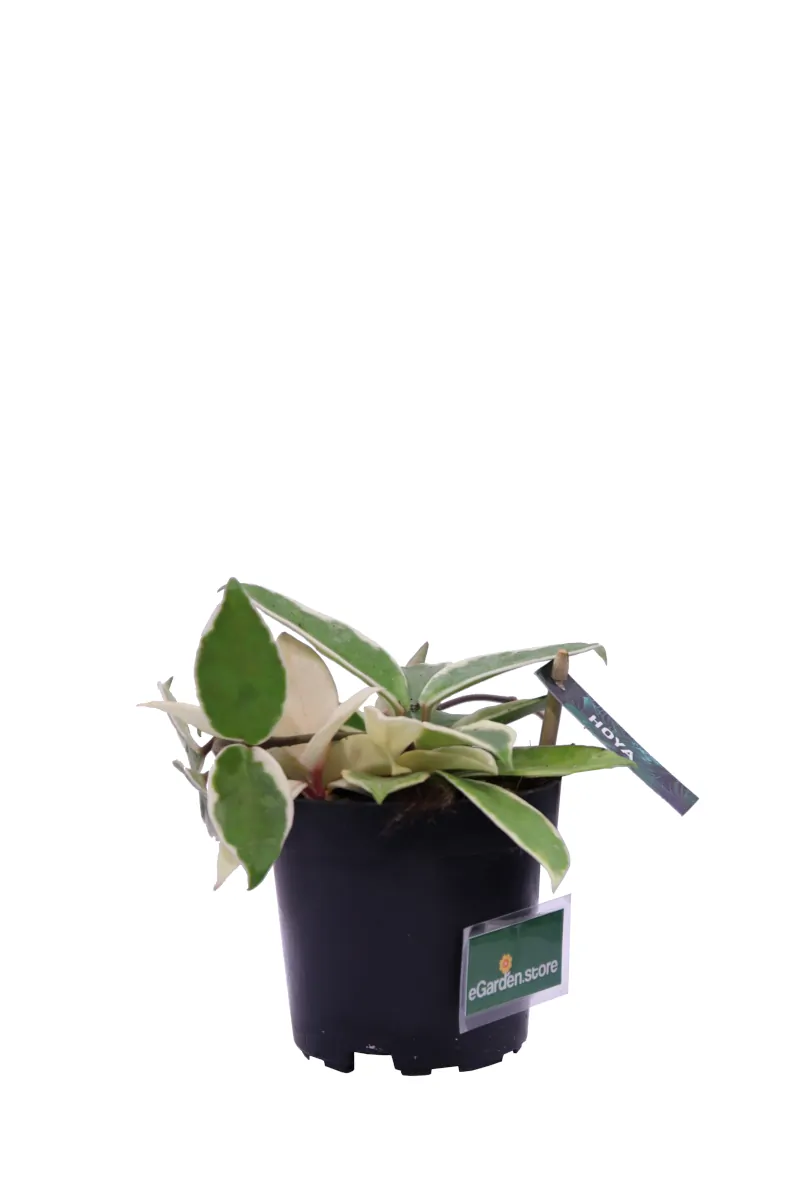 Hoya Carnosa Albomarginata v10 egarden.store online