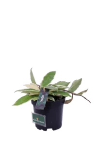 Hoya Carnosa Albomarginata v10 egarden.store online
