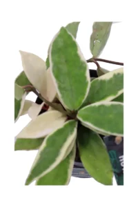 Hoya Carnosa Albomarginata v10 egarden.store online