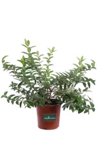 Iperico - Hypericum Calycinum v16 egarden.store 1 Iperico - Hypericum Calycinum v16 egarden.store online