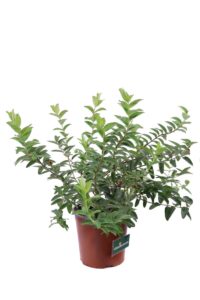 Iperico - Hypericum Calycinum v16 egarden.store 2 Iperico - Hypericum Calycinum v16 egarden.store online