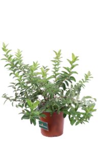 Iperico - Hypericum Calycinum v16 egarden.store 3 Iperico - Hypericum Calycinum v16 egarden.store online