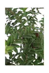 Iperico - Hypericum Calycinum v16 egarden.store 4 Iperico - Hypericum Calycinum v16 egarden.store online