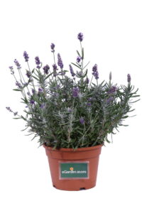 Lavanda Hidcote v17 egarden.store online