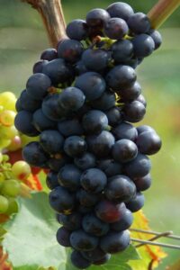 Moscato D'Amburgo egarden.store online