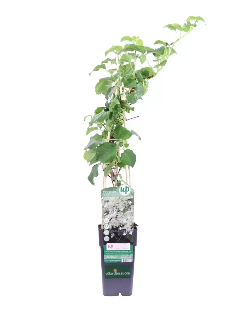 Ortensia Rampicante - Hydrangea Petiolaris v14 egarden.store online