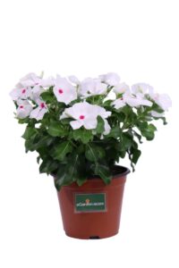 Vinca Bianca v14 egarden.store online