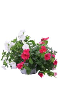 Vinca Pendula Trixy bk17 egarden.store online