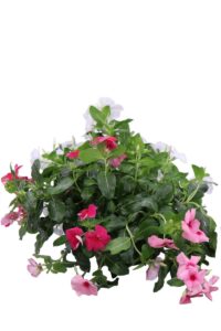Vinca Pendula Trixy bk17 egarden.store online