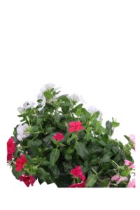Vinca Pendula Trixy bk17 egarden.store online