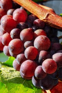 Vite - Crimson Seedless egarden.store online