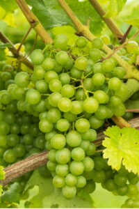 Vite - Fragola Bianca Noah egarden.store online