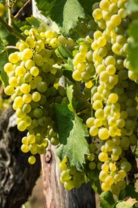 Vite - Malvasia Bianca egarden.store online