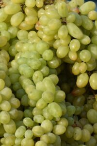 Vite - Pizzutello Bianca egarden.store online