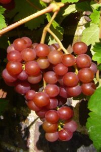 Vite - Red Globe egarden.store online