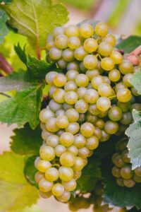 Vite - Regina egarden.store online