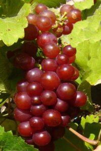 Vite - Supernova egarden.store online