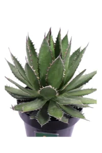 Agave Horrida v23 egarden.store online