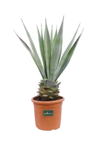 Agave Macroacantha v24 egarden.store online