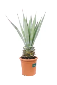 Agave Macroacantha v24 egarden.store online