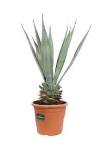 Agave Macroacantha v24 egarden.store online