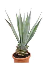 Agave Macroacantha v24 egarden.store online
