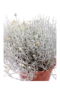 Calocephalus Brownii v24 egarden.store online