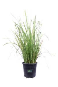 Dietes Bicolor v24 egarden.store online