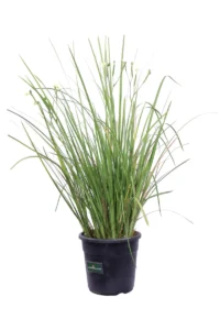 Dietes Bicolor v24 egarden.store online