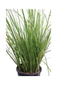 Dietes Bicolor v24 egarden.store online