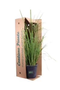 Dietes Bicolor v24 egarden.store online