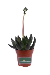 Echeveria Affinis v8 egarden.store 1 Echeveria Affinis v8 egarden.store online
