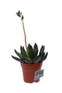 Echeveria Affinis v8 egarden.store 2 Echeveria Affinis v8 egarden.store online