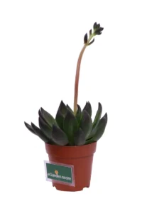 Echeveria Affinis v8 egarden.store 3 Echeveria Affinis v8 egarden.store online