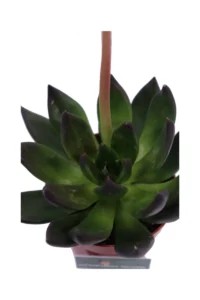 Echeveria Affinis v8 egarden.store 4 Echeveria Affinis v8 egarden.store online