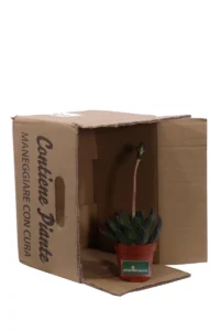 Echeveria Affinis v8 egarden.store 5 Echeveria Affinis