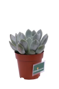 Echeveria Elegans Gesneden v8 egarden.store online