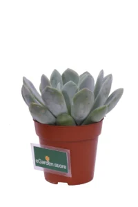 Echeveria Elegans Gesneden v8 egarden.store online