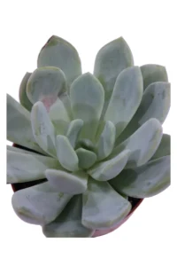 Echeveria Elegans Gesneden v8 egarden.store online