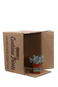 Echeveria Elegans Gesneden v8 egarden.store online