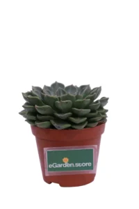 Echeveria Elegans Hybrid v8 egarden.store online