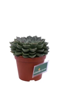 Echeveria Elegans Hybrid v8 egarden.store online