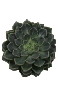 Echeveria Elegans Hybrid v8 egarden.store online
