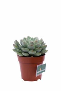 Echeveria Elegans Rose v8 egarden.store online
