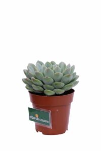 Echeveria Elegans Rose v8 egarden.store online