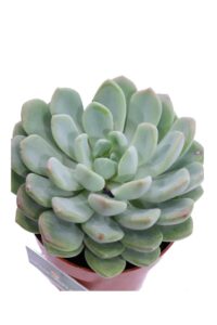 Echeveria Elegans Rose v8 egarden.store online