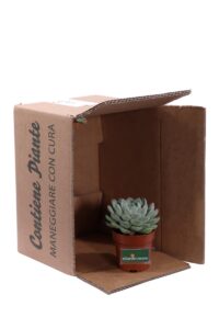 Echeveria Elegans Rose