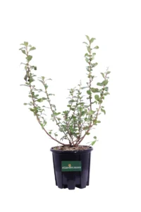 Escallonia X Hybrida Iveyi v18 egarden.store online